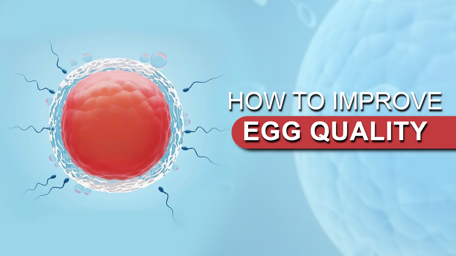 How to Improve Egg Quality for IVF