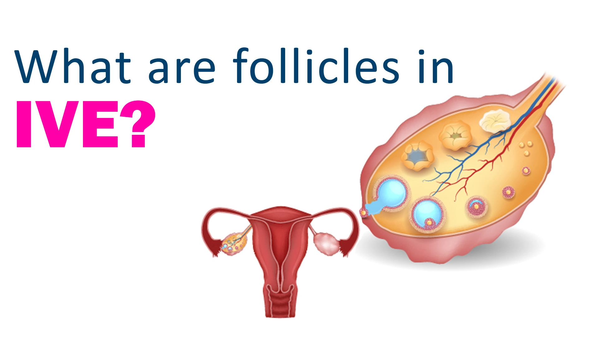 The Science Behind the Hair Follicle: Understanding Its Vital Role in Hair Health