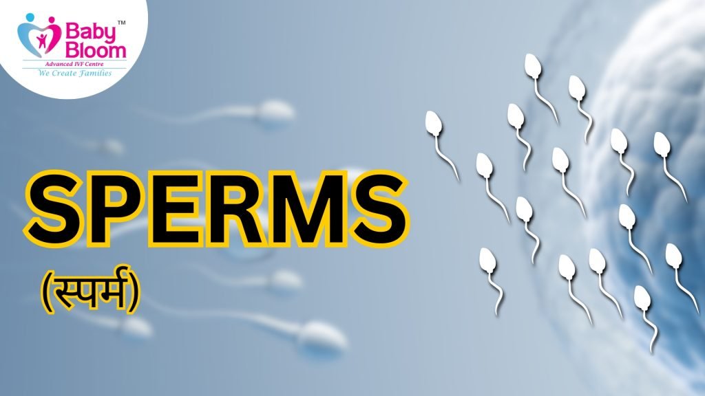 Sperm meaning in hindi, a sperm can travel and go to fertilized with eggs