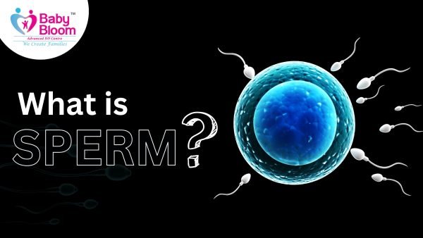 Sperm meaning in hindi, a sperm can travel and go to fertilized with eggs