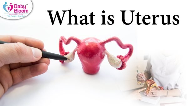 what is uterus, uterus diagram shown in this picture and indicate some main point of uterus