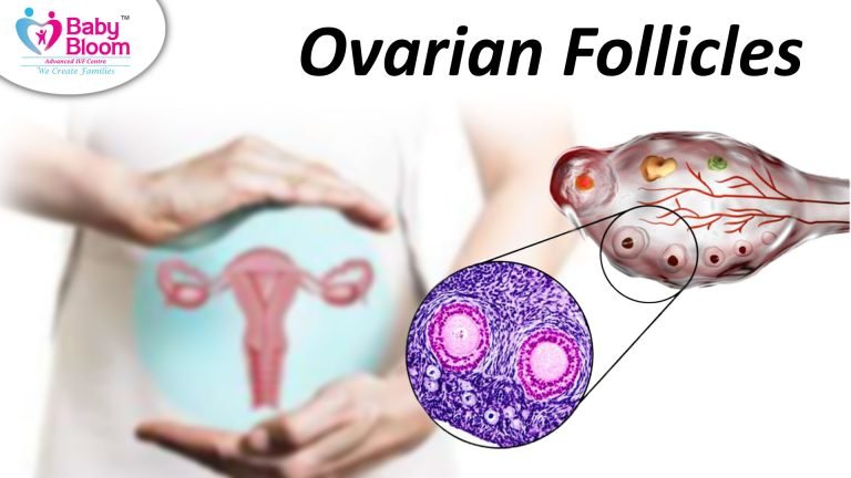 Ovarian Follicles Explained: Types, Growth Stages & Importance