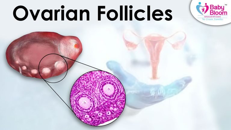 Ovarian Follicles Explained: Types, Growth Stages & Importance