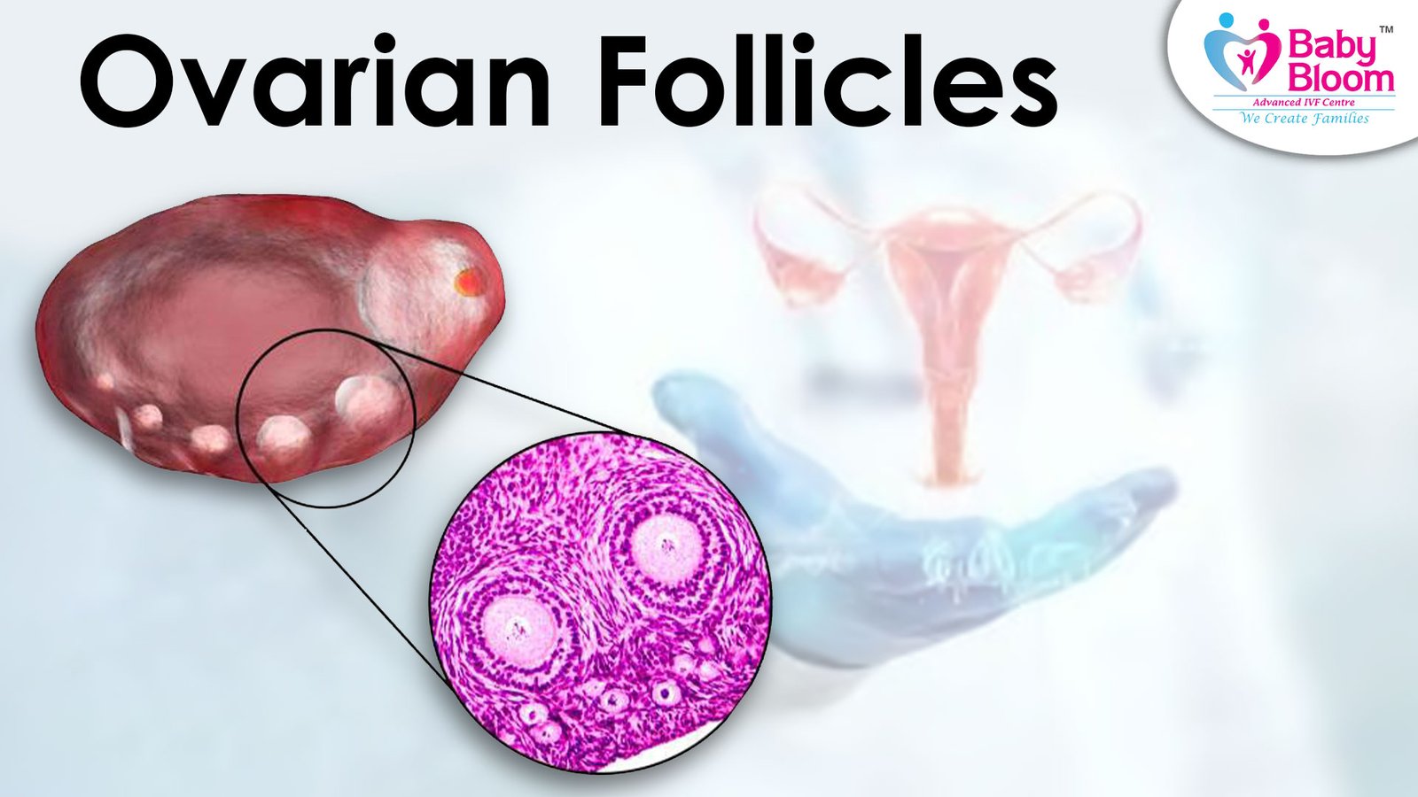 Ovarian Follicles Explained: Types, Growth Stages & Importance