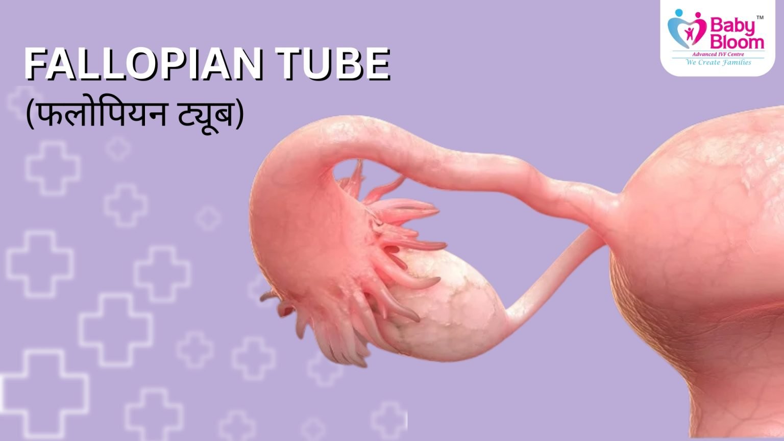 fallopian tube in Hindi: कार्य, संरचना और महत्व - BabyBloom IVF Centre ...