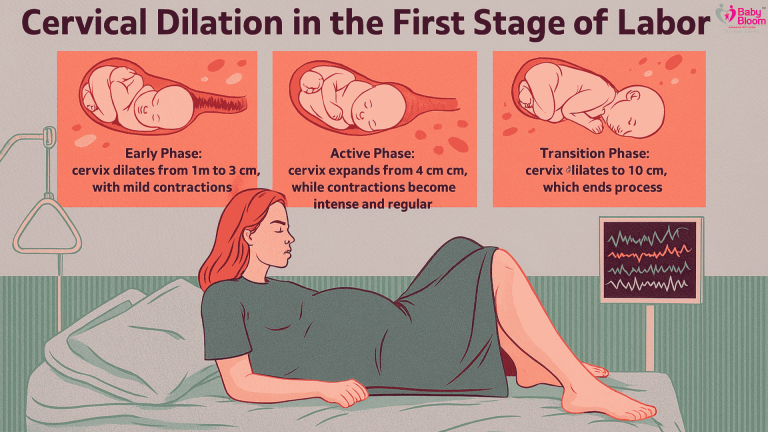 “Cervical Dilation Explained in 3 Phases of Labor – Early, Active, and Transition | Pregnancy Guide by Baby Bloom IVF”