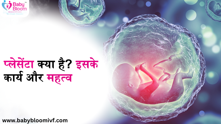 3D illustration of a fetus inside the womb showing the placenta – information on placenta, its functions, and importance.