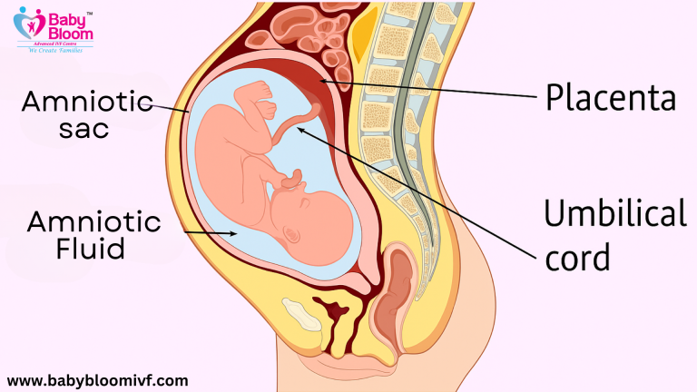 Diagram of fetus inside womb showing amniotic sac, amniotic fluid, placenta, and umbilical cord with Baby Bloom IVF branding.